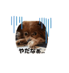 パピヨンのベリー 2（個別スタンプ：24）
