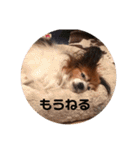パピヨンのベリー 2（個別スタンプ：25）