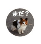 パピヨンのベリー 2（個別スタンプ：30）