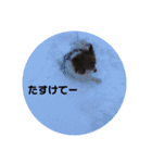 パピヨンのベリー 2（個別スタンプ：35）