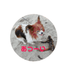 パピヨンのベリー 2（個別スタンプ：38）