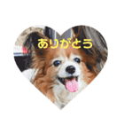 パピヨンのベリー 2（個別スタンプ：39）