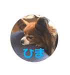 パピヨンのベリー 2（個別スタンプ：40）