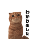 tantomile2（個別スタンプ：3）