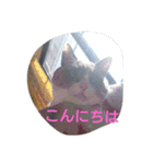 うちのにゃんこスタンプにしてみました 2（個別スタンプ：7）