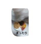 うちのにゃんこスタンプにしてみました 2（個別スタンプ：11）