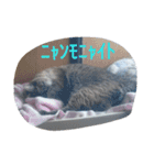 うちのにゃんこスタンプにしてみました 2（個別スタンプ：12）
