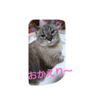 うちのにゃんこスタンプにしてみました 2（個別スタンプ：13）