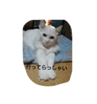 うちのにゃんこスタンプにしてみました 2（個別スタンプ：14）