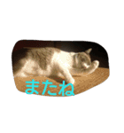 うちのにゃんこスタンプにしてみました 2（個別スタンプ：15）