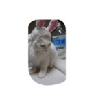 うちのにゃんこスタンプにしてみました 2（個別スタンプ：16）