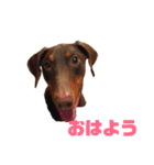 ドーベルマンチャビ のスタンプ（個別スタンプ：1）