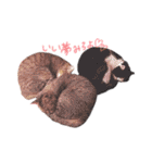 我が家のねこちゃまスタンプ（個別スタンプ：2）