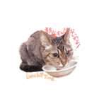 我が家のねこちゃまスタンプ（個別スタンプ：4）