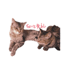 我が家のねこちゃまスタンプ（個別スタンプ：5）