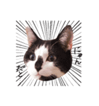 我が家のねこちゃまスタンプ（個別スタンプ：6）