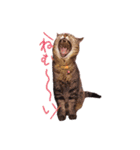 我が家のねこちゃまスタンプ（個別スタンプ：7）