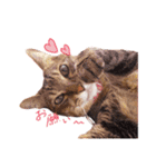 我が家のねこちゃまスタンプ（個別スタンプ：8）