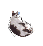 我が家のねこちゃまスタンプ（個別スタンプ：11）