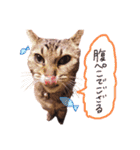 我が家のねこちゃまスタンプ（個別スタンプ：12）
