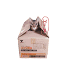 我が家のねこちゃまスタンプ（個別スタンプ：13）