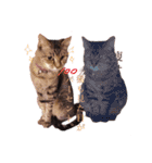 我が家のねこちゃまスタンプ（個別スタンプ：14）