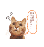 我が家のねこちゃまスタンプ（個別スタンプ：20）