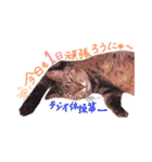 我が家のねこちゃまスタンプ（個別スタンプ：21）