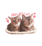 我が家のねこちゃまスタンプ（個別スタンプ：23）