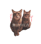 我が家のねこちゃまスタンプ（個別スタンプ：25）