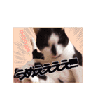 我が家のねこちゃまスタンプ（個別スタンプ：26）