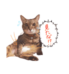 我が家のねこちゃまスタンプ（個別スタンプ：29）