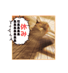 我が家のねこちゃまスタンプ（個別スタンプ：31）