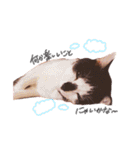 我が家のねこちゃまスタンプ（個別スタンプ：33）