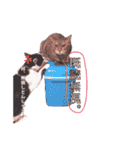 我が家のねこちゃまスタンプ（個別スタンプ：37）