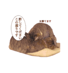 我が家のねこちゃまスタンプ（個別スタンプ：39）