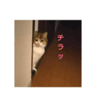 猫師匠スタンプ4（個別スタンプ：1）