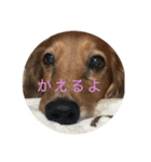 チョッパー1（個別スタンプ：5）