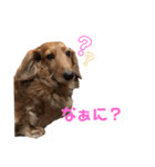 チョッパー1（個別スタンプ：6）