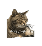 猫スタンプ（黒猫、サバ猫）（個別スタンプ：2）