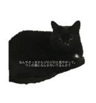 猫スタンプ（黒猫、サバ猫）（個別スタンプ：3）