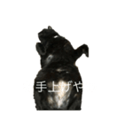 猫スタンプ（黒猫、サバ猫）（個別スタンプ：4）