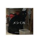猫スタンプ（黒猫、サバ猫）（個別スタンプ：5）