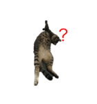 猫スタンプ（黒猫、サバ猫）（個別スタンプ：6）