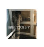 猫スタンプ（黒猫、サバ猫）（個別スタンプ：8）