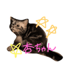 はぎわら家のねこたち（個別スタンプ：3）