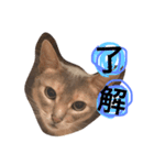 はぎわら家のねこたち（個別スタンプ：4）