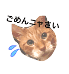 はぎわら家のねこたち（個別スタンプ：5）