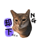 はぎわら家のねこたち（個別スタンプ：6）