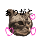 はぎわら家のねこたち（個別スタンプ：7）